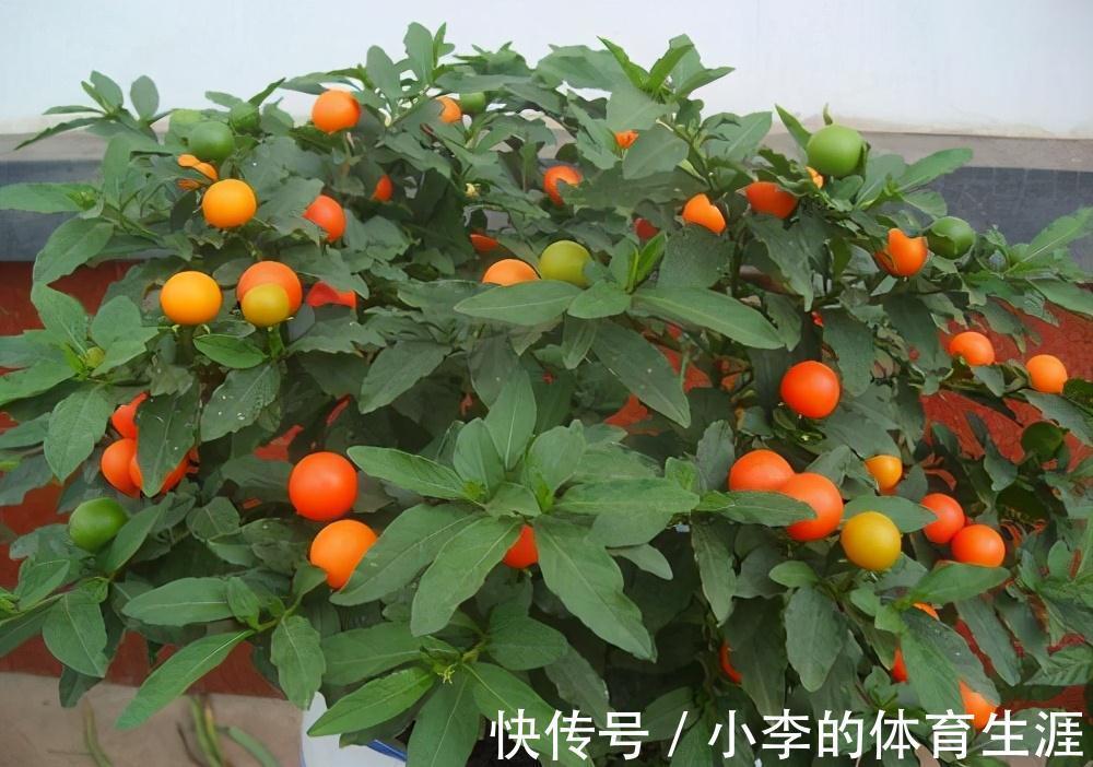 8种“小毒花”,叶子毒性大,家里若养着,光看别动它