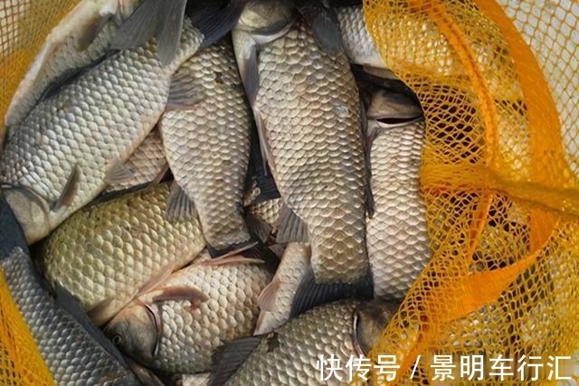 秋末冬初进入“长竿季”,野钓大鲫鱼,没有比这更简单的钓法