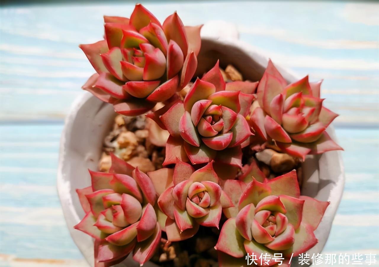 多肉|霸气侧漏的多肉品种,越养就越值钱,度夏无压力