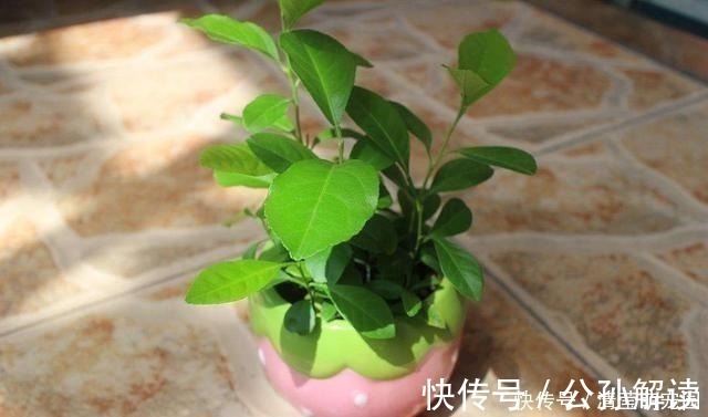 家里气味难闻，养3种绿植错不了，家里一整天都香喷喷