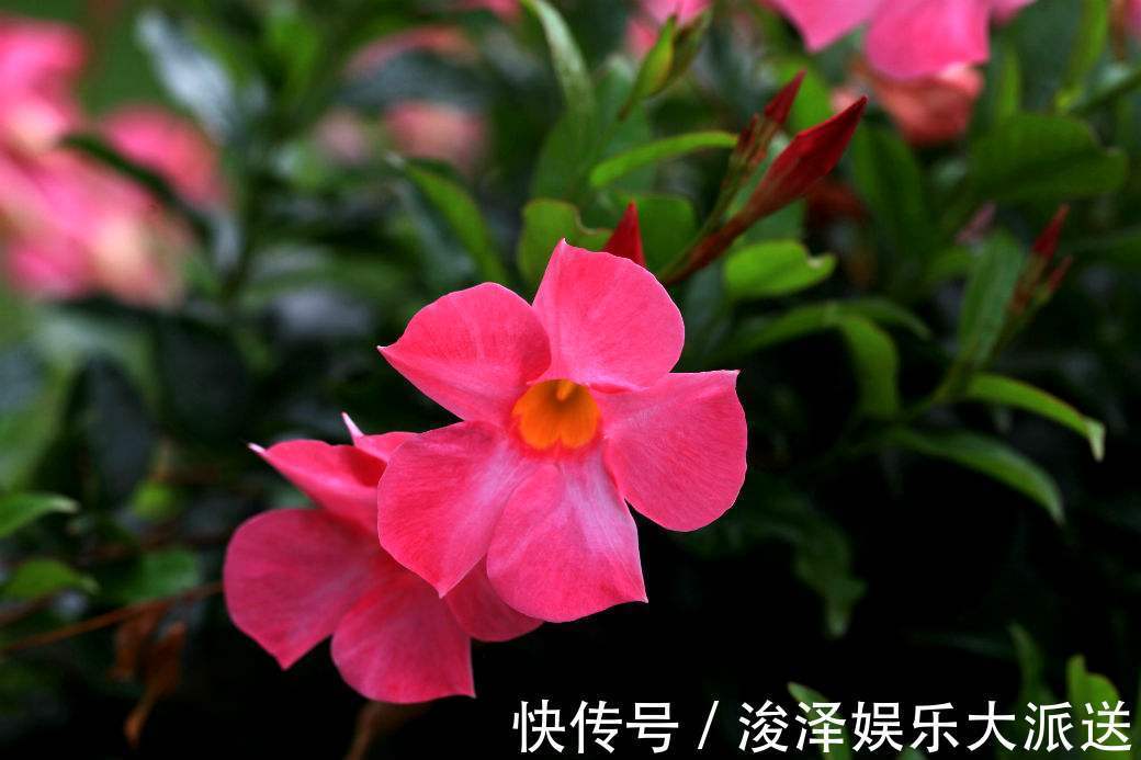 满室飘香华美艳丽，“飘香藤”花开之际香气浓厚，像可爱的小喇叭