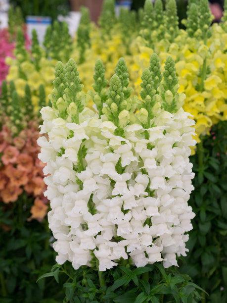 野花|山上一种小野花,花名很少有人知道,开出一穗穗花,好养耐看