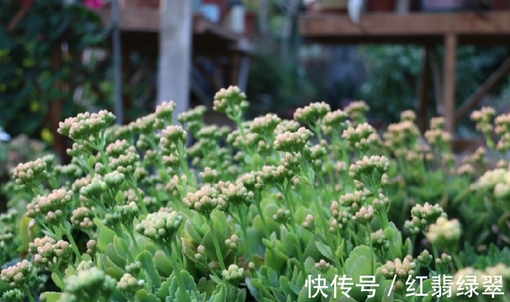 长寿花有“4喜4怕”,把它记到脑袋里,爆盆开花很容易!