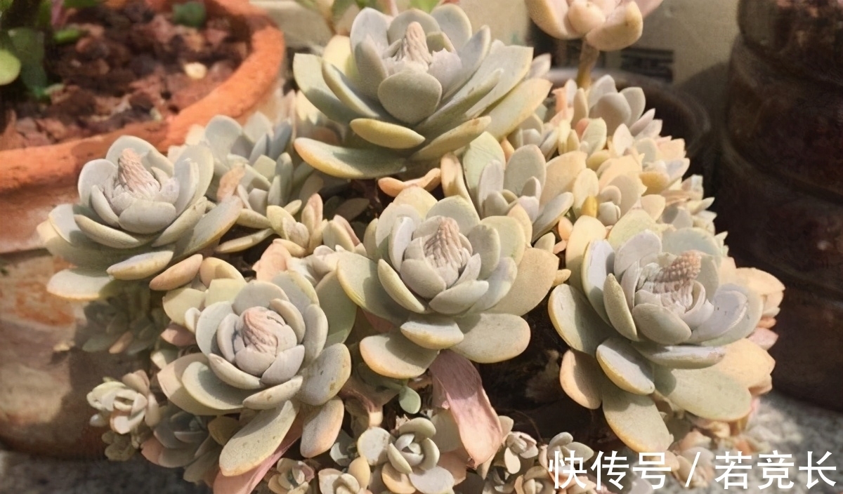 速率|这“三多肉”是耐热小能手,无需掐芽易群生,40℃仍生机勃勃