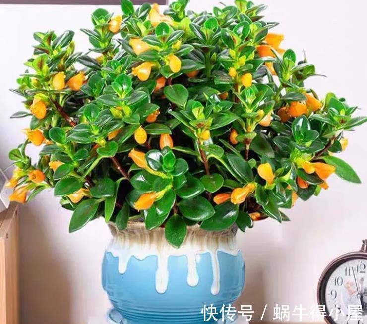 玉麒麟|再节俭也要去花市选6种花,价格不贵,养在家里招“财运”