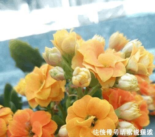 养花不开花,啥都不用学,就会用这些水浇花