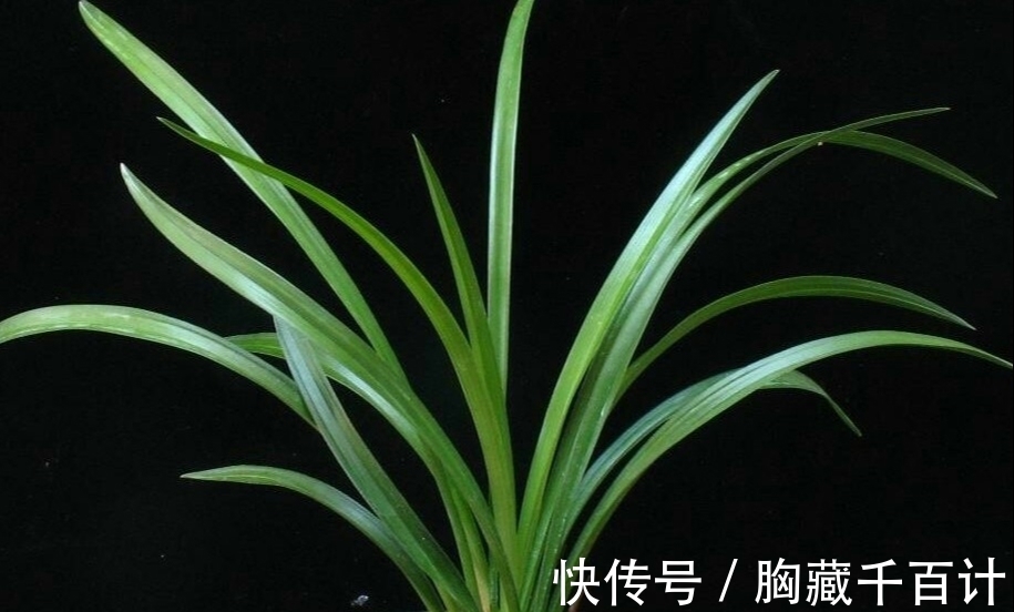 兰花不开花,除了养护不当之外,多做“1个”必不可少的动作