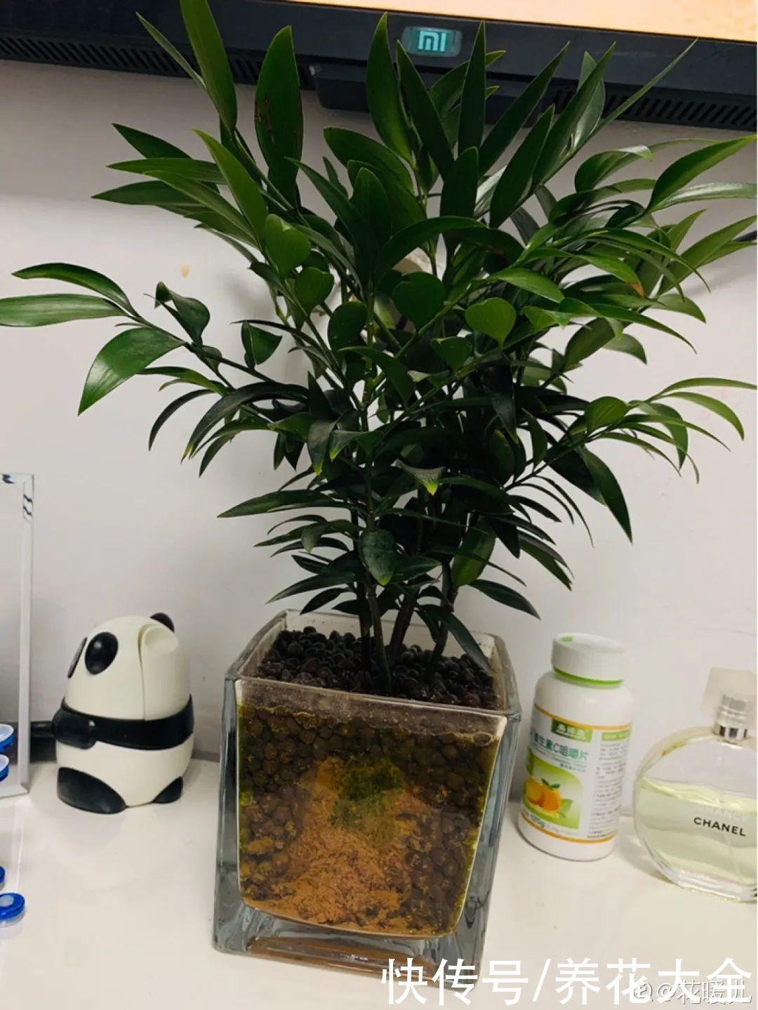 半死不活的花，扔水里，突然长疯了