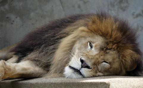  也许|二十六个趣味冷知识：也许书本上没有，但都是真实存在的