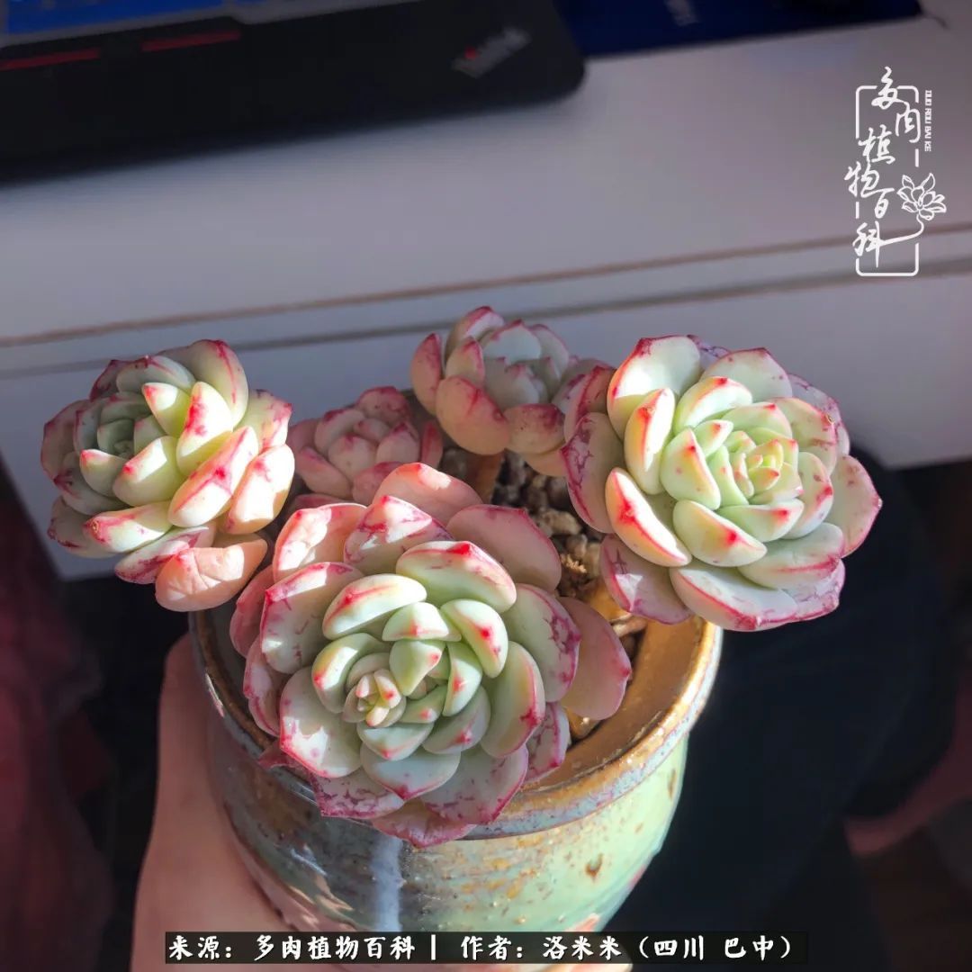 时间是多肉最好的滤镜！附个人养护经验！