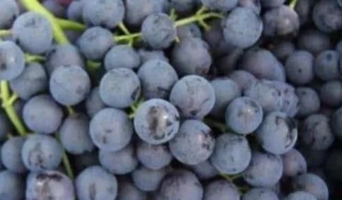 营养物质|男人别老是吃韭菜,4物才是天然“雄激素”,每天多吃,更健康