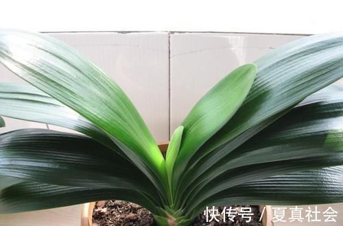 君子兰不开花？2种废料埋盆里，花箭蹭蹭冒，开花2个月