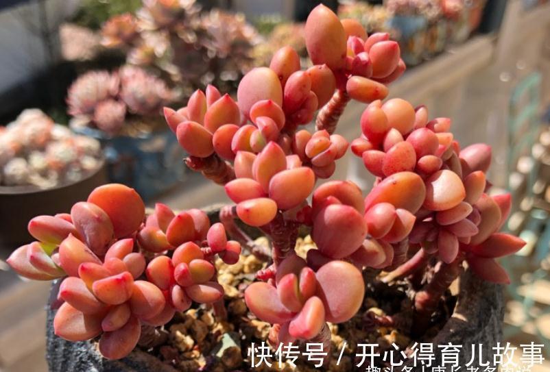 据说今年冬天很冷,大家的多肉准备好越冬了吗?未雨绸缪才安全哦