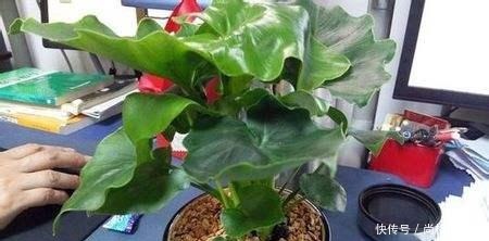 啤酒水浇花有技巧,里面加“4个小东西”,叶子油绿,花儿长疯了!