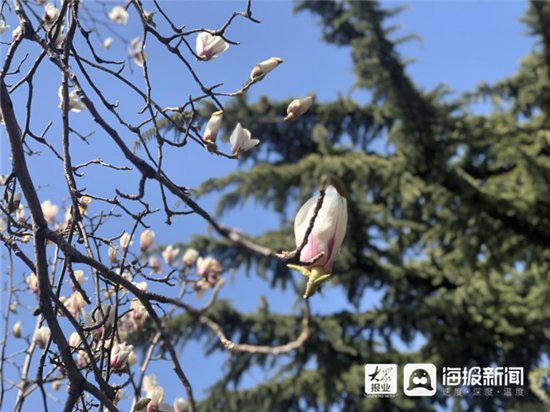 组图丨阳春三月 济宁太白楼的花儿开了