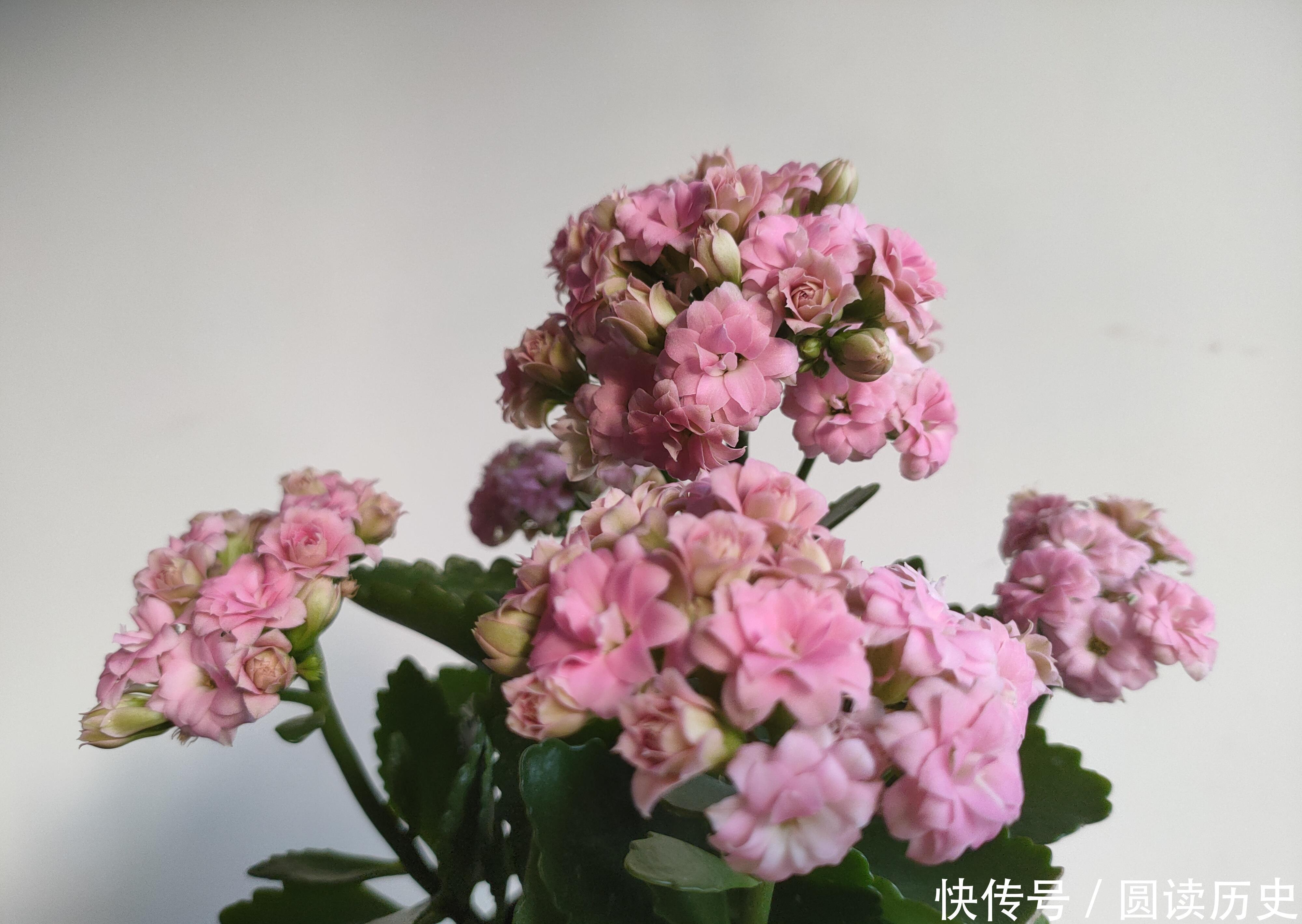 4种生命力顽强的植物,“见”土就活,给点阳光,植株旺盛开花多