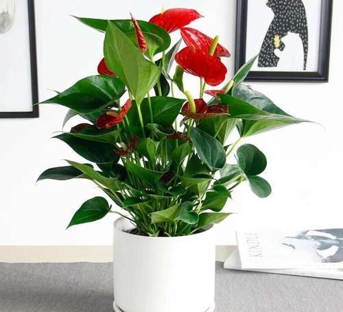  陪伴|家里有小孩，用这三种花陪伴，打碎也不心疼