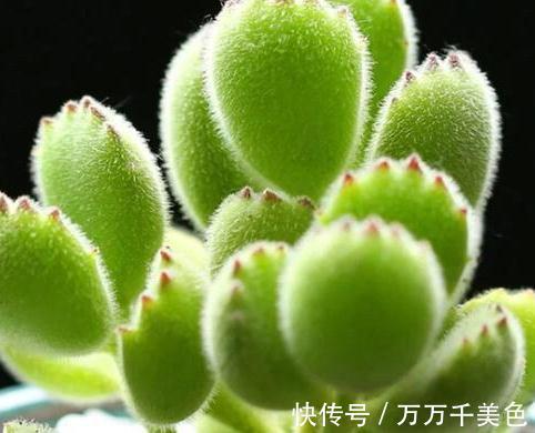 多肉养不好的原因之一,多数的分不清夏型种和冬型种多