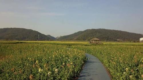 油菜和萝卜杂交，于是杭州这里的七彩油菜花上线了，美不胜收