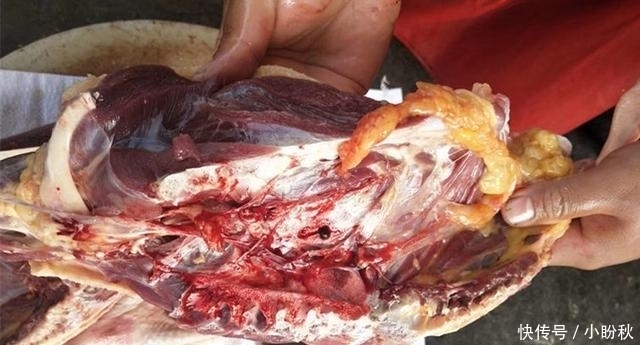 寒冬腊月此肉再贵也要吃,一整年不咳嗽,比牛羊肉还滋补,香极了