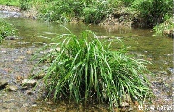 爷爷从农村山上挖来的东西,一分钱没花,还能净化空气!