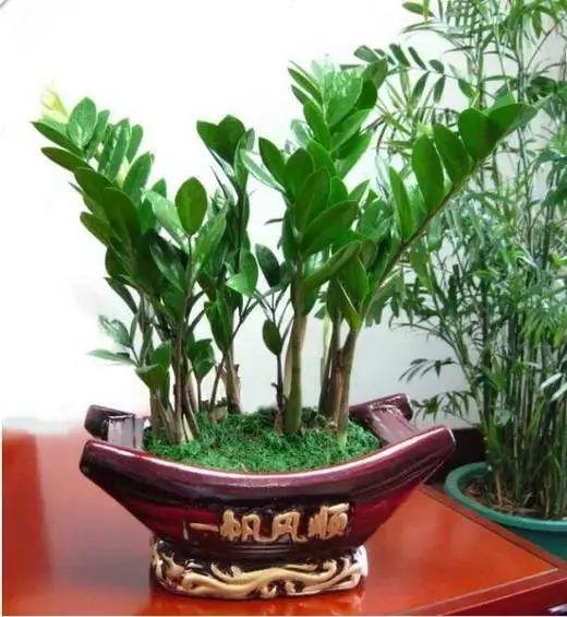 6种寓意好的花，剪根枝就能活，年年爆盆不操心！