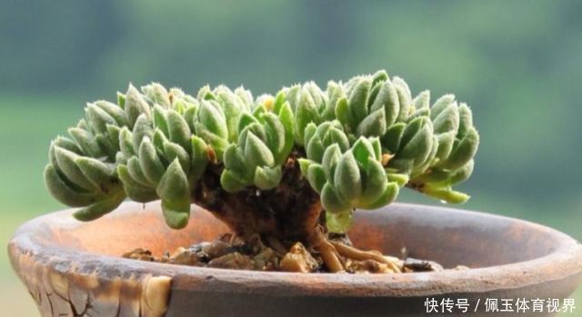 心血|老桩多肉该怎么换盆？2种方法“保活”，叫你心血不再白费