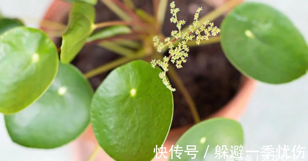 圆润小巧的铜钱草、镜面草和荷叶椒草,三种迷你植物哪种适合你?