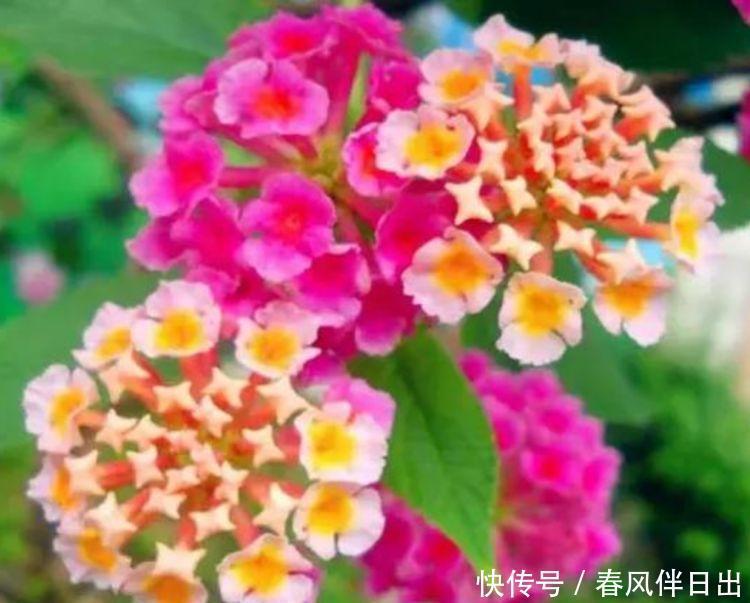 4种花是懒人的最爱,有阳光就爆盆,好养易活颜值高