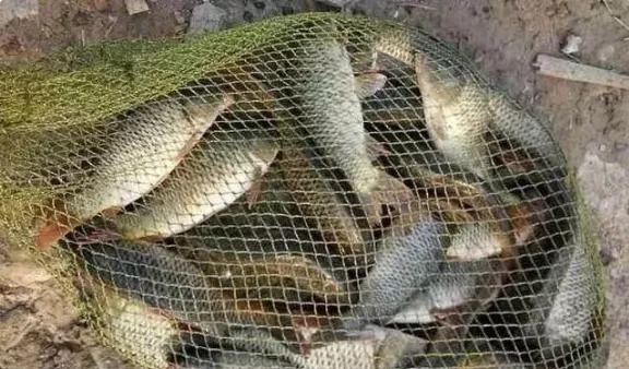 冬天鲫鱼就爱吃这饵,每次都少不了,千真万确,比商品饵厉害多了