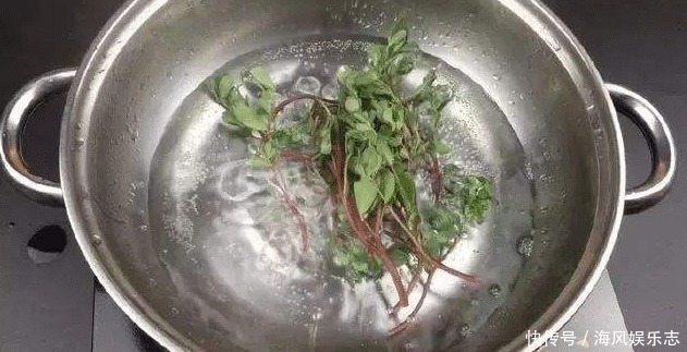 经常用马齿苋煮水喝,不出半个月,4件好事或许会不请自来
