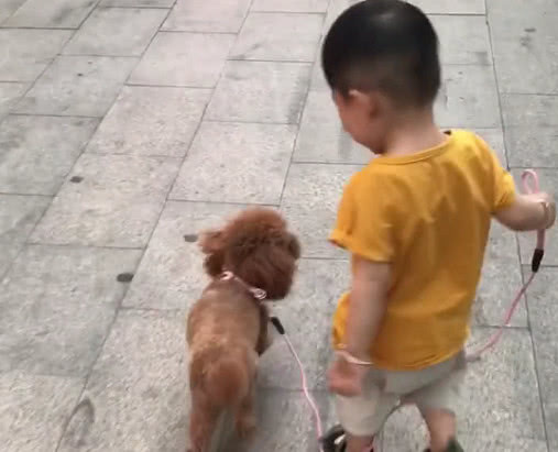 尿不湿|“大智慧宝宝”遛狗火了,网友永远不要低估一个穿尿不湿的