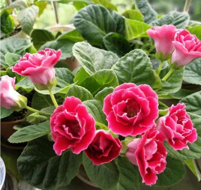 龙骨花|4种花堪称贵族，开花时如梦如幻，尊贵大气，漂亮好养