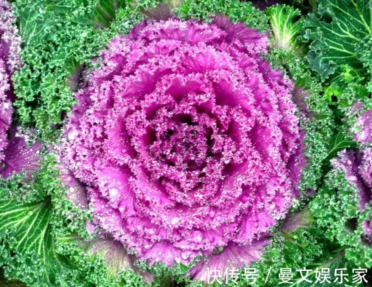 养花就养它，人称“叶牡丹”，花开150天，花色绚丽、比菊花好养