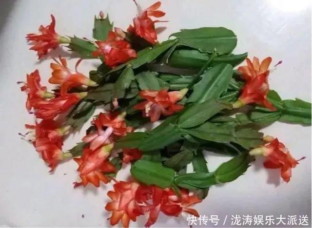 浇水|进入6月，养长寿花蟹爪兰“剪几刀”，喂点小颗粒，到了9月蹭蹭长