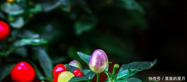 比花更美的辣椒,必须种一盆,色彩斑斓的辣椒,喜庆又美味