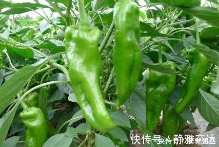 蔬菜|常吃此几类水果蔬菜,有效加强记忆,改善睡眠,爱吃的人有福了!