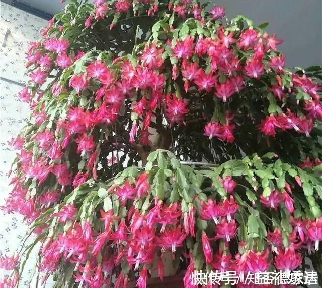 浇水|蟹爪兰“半死不活”蔫蔫的?3个技巧,叶片杠杠厚,冬天又开花