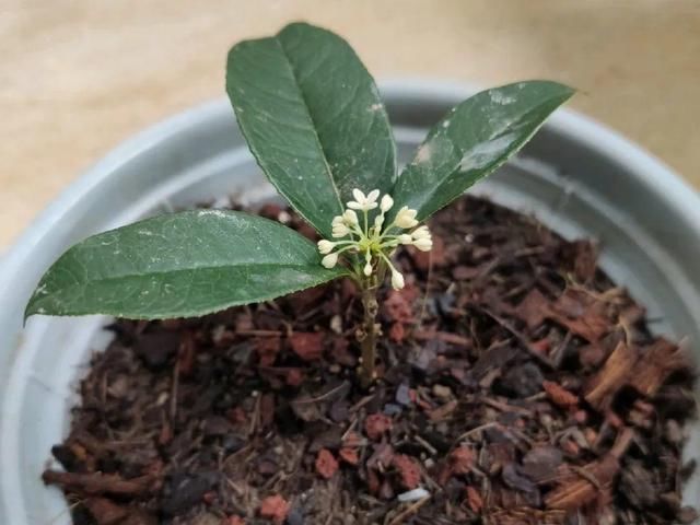 椰糠土|6月,最适合扦插的花,一插就活,大白根冒疯了