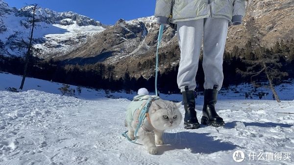 改造|我和智能家居的爱恨情仇 篇六:告别异味 低成本打造智能新风猫厕