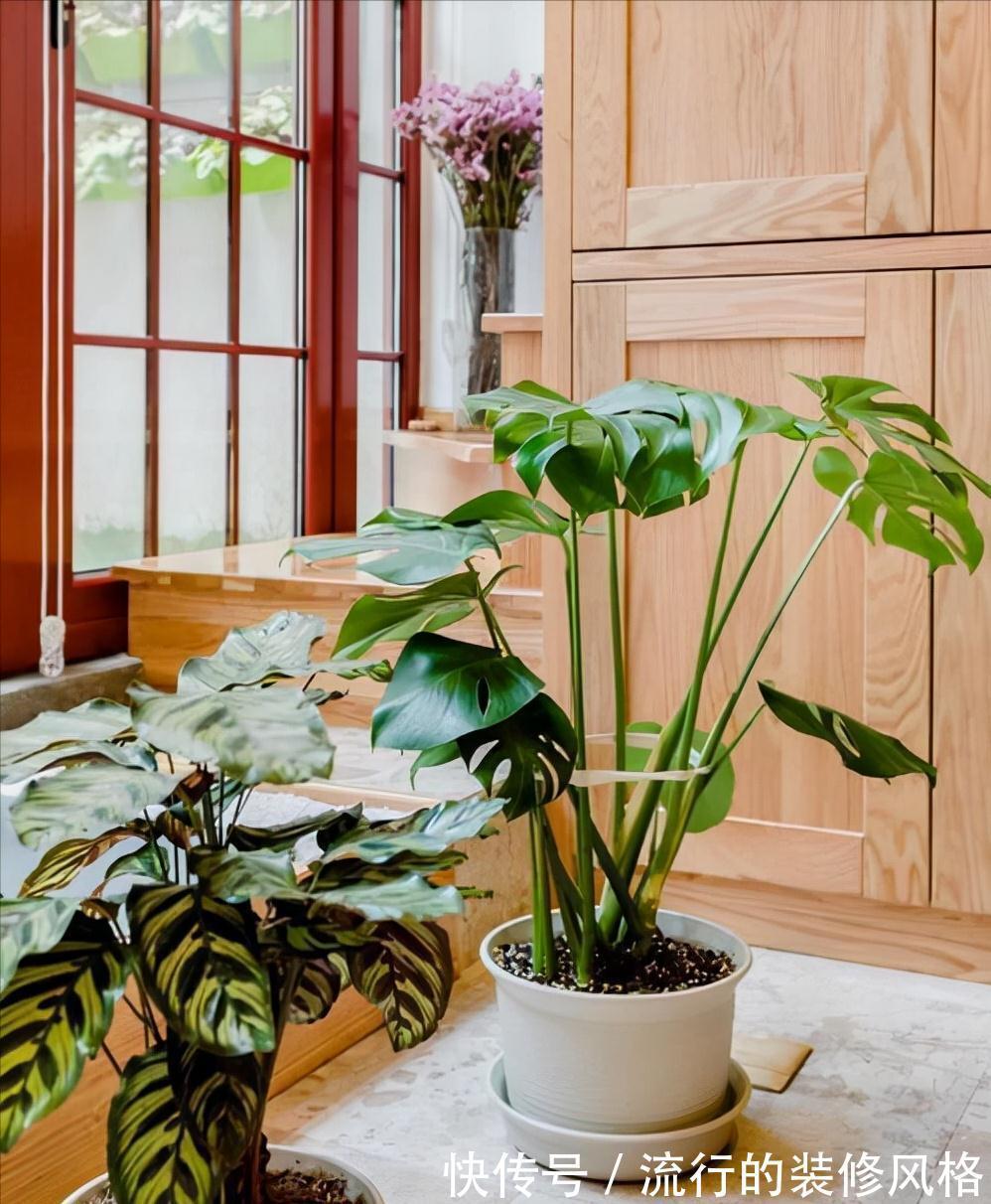 养这“10种花”,经常喷喷水,越长越旺“越精神”