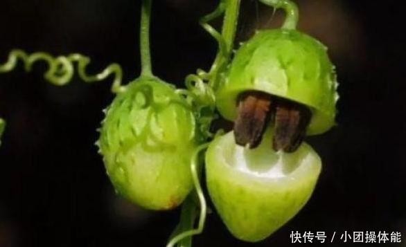 路边这种“野草”，果实似盒子，小时当玩具，不知是珍贵药草！