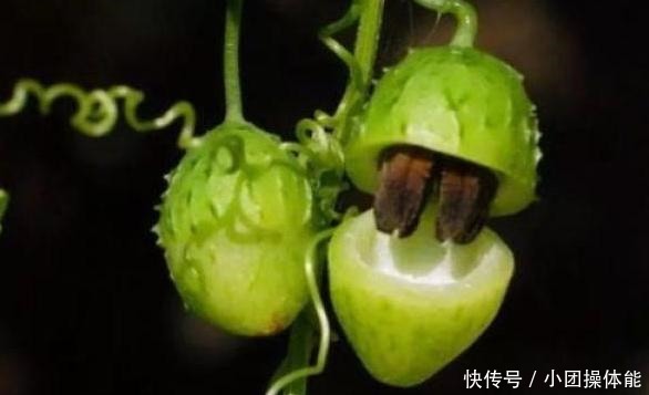 路边这种“野草”,果实似盒子,小时当玩具,不知是珍贵药草!