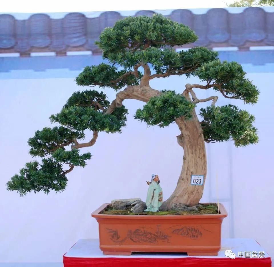 植株|这两种盆景能当传家宝,被爱好者当“心头肉”