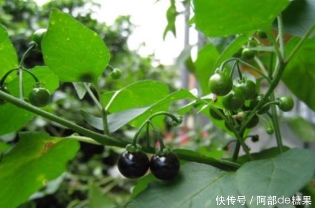 提个醒|提个醒:农村大山碰到此种野果,记得摘回家,有着大用处