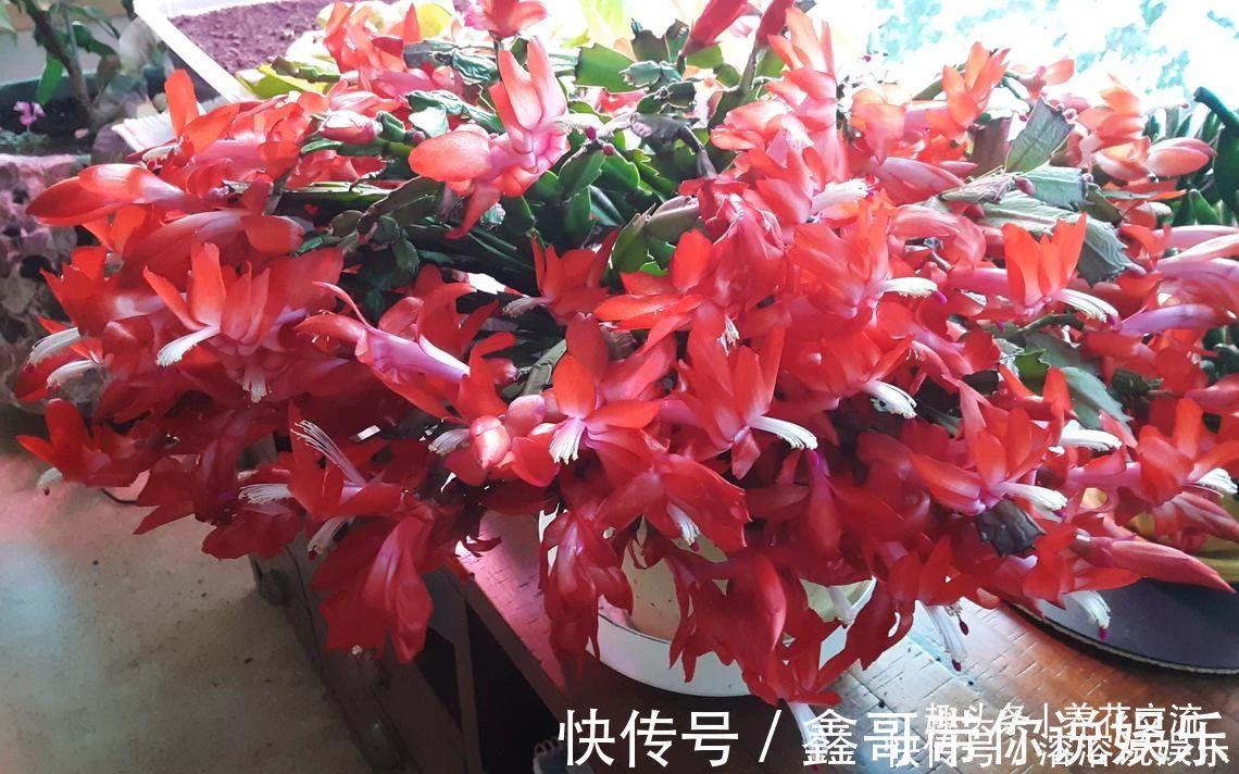 花苞|养盆栽蟹爪兰掌握10点就足够,看完就知道为啥叶子干瘪、不开花