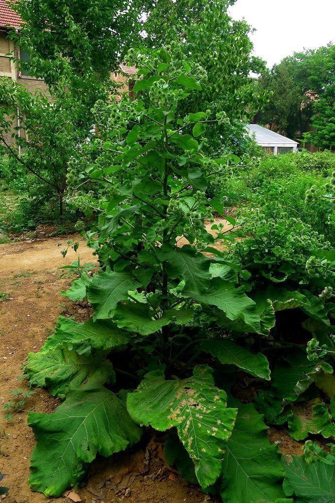 牛蒡酱|农村院墙边常见的野菜，比胡萝卜营养百倍，入药还能治三高！