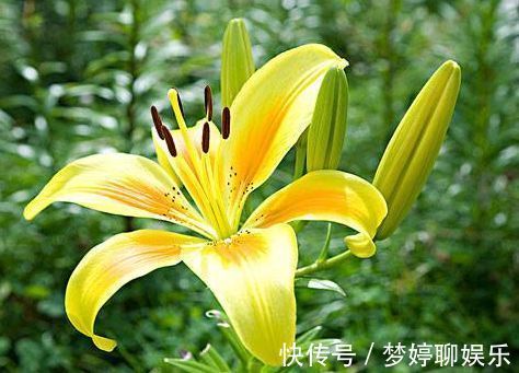 优雅|喜欢菊花,不如试试“珍稀玫瑰”卡罗拉,花色浓艳,优雅美丽