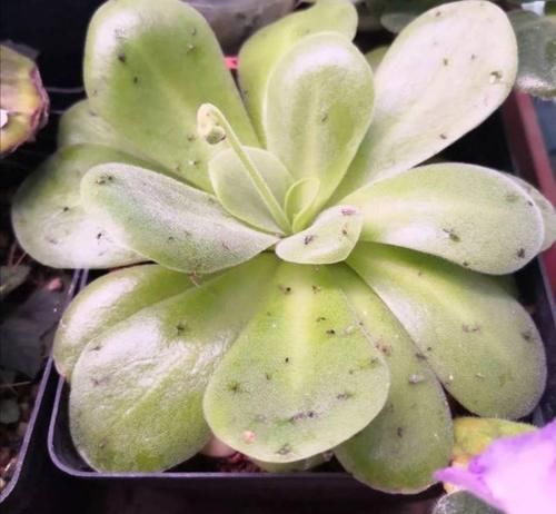 在家自制“杀虫水”，花盆里喷一喷，赶跑小虫子