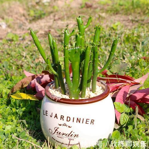 滴水观音|5种多肉有点毒,养在家里不安全,家里有孩子,赶快扔出去